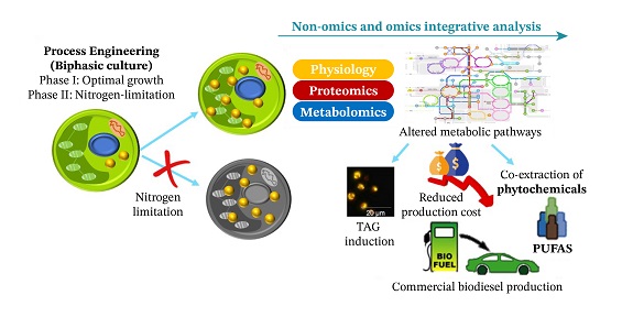 Systematic metabolome profiling and multi-omics analysis of the nitrogen-limited non-model oleaginous algae for biorefining 