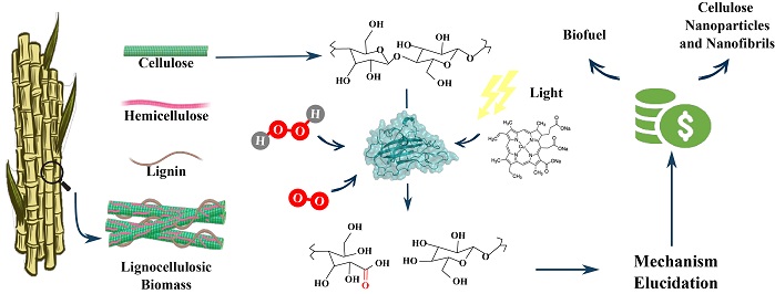 Combining pieces: a thorough analysis of light activation boosting power and co-substrate preferences for the catalytic efficiency of lytic polysaccharide monooxygenase <i>Mt</i>LPMO9A 