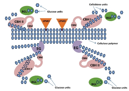 Genetic modification: a tool for enhancing cellulase secretion 