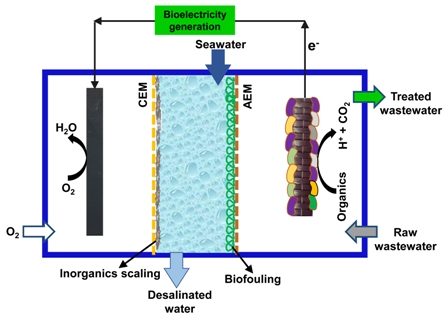 New insights into the application of microbial desalination cells for desalination and bioelectricity generation 
