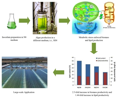 Improved lipid and biomass productivities in Chlorella vulgaris by differing the inoculation medium from the production medium 