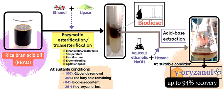 Enzymatic esterification/transesterification of rice bran acid oil for subsequent γ-oryzanol recovery 