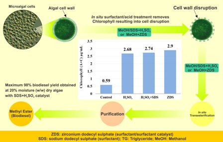 Surfactant-assisted direct biodiesel production from wet Nannochloropsis occulata by in situ transesterification/reactive extraction 