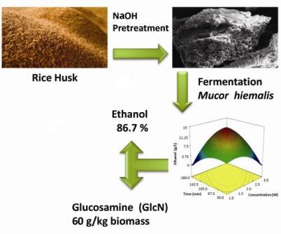 Enhanced ethanol and glucosamine production from rice husk by NAOH pretreatment and fermentation by fungus Mucor hiemalis 