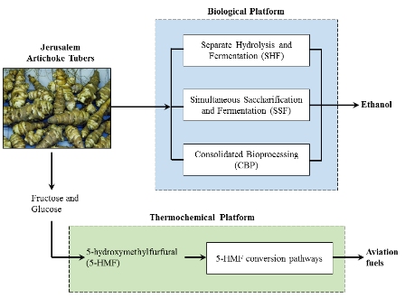 Biofuel production from Jerusalem artichoke tuber inulins: a review 