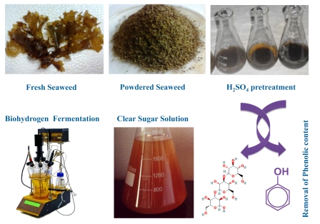 Enhanced dark fermentative biohydrogen production from marine macroalgae Padina tetrastromatica by different pretreatment processes 