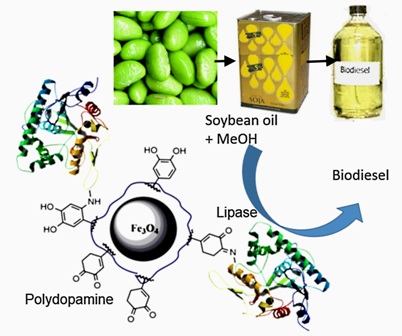 Lipase immobilized on polydopamine-coated magnetite nanoparticles for biodiesel production from soybean oil 