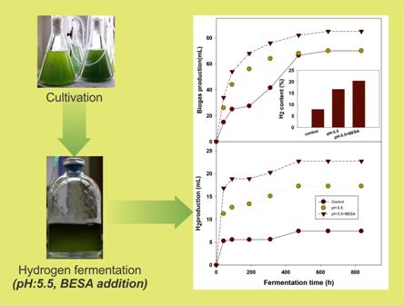 Biogenic H2 production from mixed microalgae biomass: impact of pH control and methanogenic inhibitor (BESA) addition 