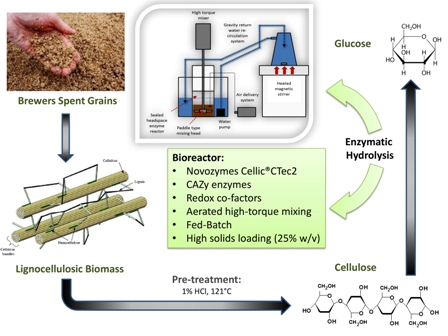 Maximising high solid loading enzymatic saccharification yield from acid-catalysed hydrothermally-pretreated brewers spent grain 