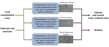 Simultaneous biosorption and bioethanol production from lead-contaminated media by <i>Mucor indicus</i> 