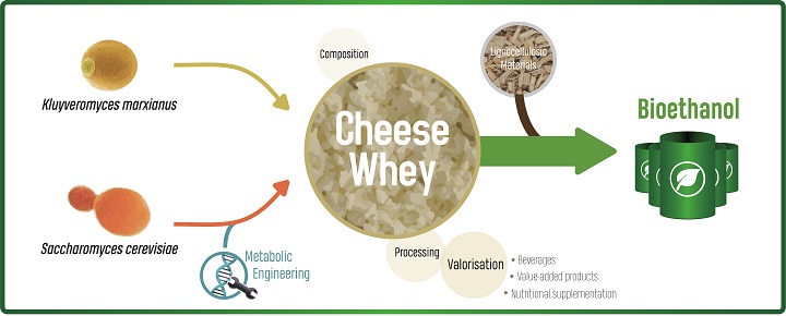 Yeast cell factories for sustainable whey-to-ethanol valorisation towards a circular economy 