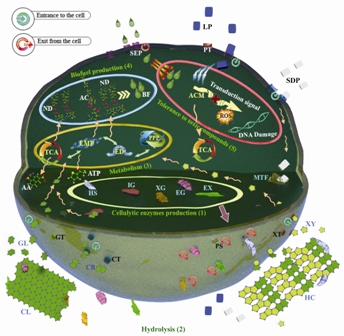 Advances in consolidated bioprocessing systems for bioethanol and butanol production from biomass: a comprehensive review 