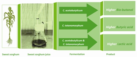 Direct fermentation of sweet sorghum juice by Clostridium acetobutylicum and Clostridium tetanomorphum to produce bio-butanol and organic acids 