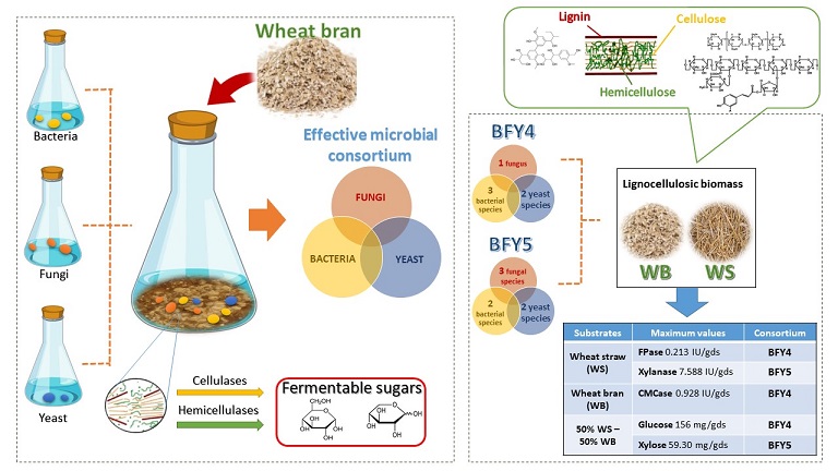 Design and construction of artificial microbial consortia to enhance lignocellulosic biomass degradation 