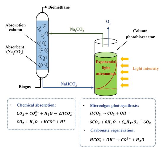 Sustainable carbon capture <i>via</i> halophilic and alkaliphilic cyanobacteria: the role of light and bicarbonate 