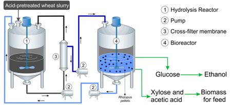 Fungal protein and ethanol from lignocelluloses using Rhizopus pellets under simultaneous saccharification, filtration and fermentation (SSFF) 