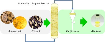 Performance of an enzymatic packed bed reactor running on babassu oil to yield fatty ethyl esters (FAEE) in a solvent-free system 