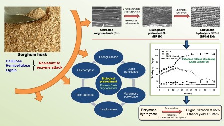 Enzymatic hydrolysis of biologically pretreated sorghum husk for bioethanol production 