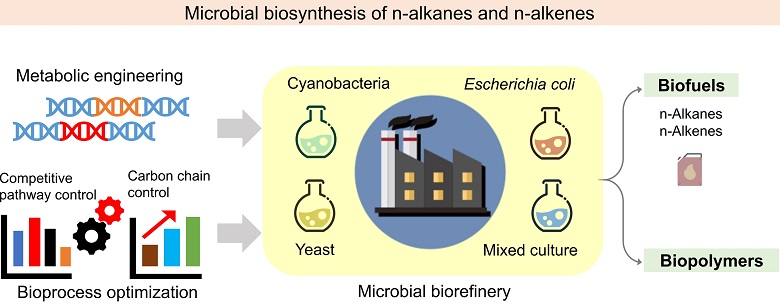Opportunities and challenges for n-alkane and n-alkene biosynthesis: A sustainable microbial biorefinery 