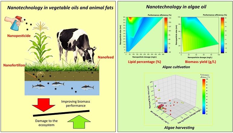 Nanomaterials and their role in advancing biodiesel feedstock production: A comprehensive review 