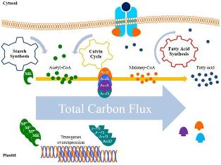 Manipulation of carbon flux into fatty acid biosynthesis pathway in Dunaliella salina using AccD and ME genes to enhance lipid content and to improve produced biodiesel quality 