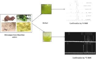 An investigation of biodiesel production from microalgae found in Mauritian waters 