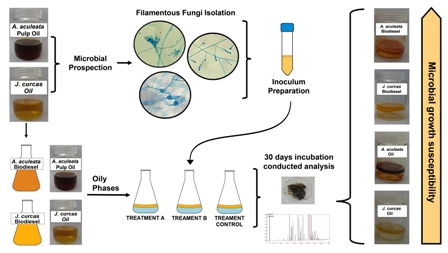 Microbial growth in Acrocomia aculeata pulp oil, Jatropha curcas oil, and their respective biodiesels under simulated storage conditions 
