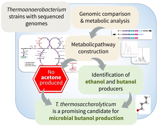 Genomic and metabolic insights into solvent production by <i>Thermoanaerobacterium thermosaccharolyticum</i> GSU5 