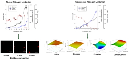 Simultaneous effect of nitrate (NO3-) concentration, carbon dioxide (CO2) supply and nitrogen limitation on biomass, lipids, carbohydrates and proteins accumulation in Nannochloropsis oculata 