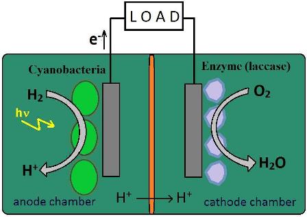 Photoelectrochemical cells based on photosynthetic systems: a review 