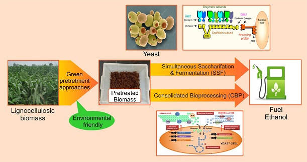 Recent advances in bioethanol production from lignocelluloses: a comprehensive review with a focus on enzyme engineering and designer biocatalysts 