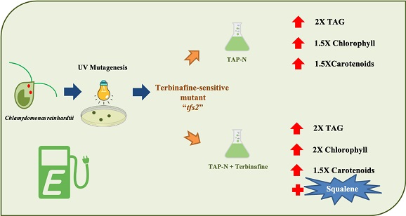 Improving the co-production of triacylglycerol and isoprenoids in <i>Chlamydomonas</i> 