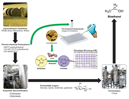 Evaluation of different lignocellulosic biomass pretreatments by phenotypic microarray-based metabolic analysis of fermenting yeast 