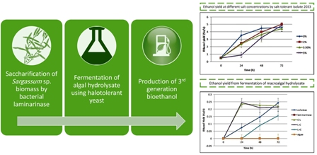 Bacterial laminarinase for application in ethanol production from brown algae Sargassum sp. using halotolerant yeast 