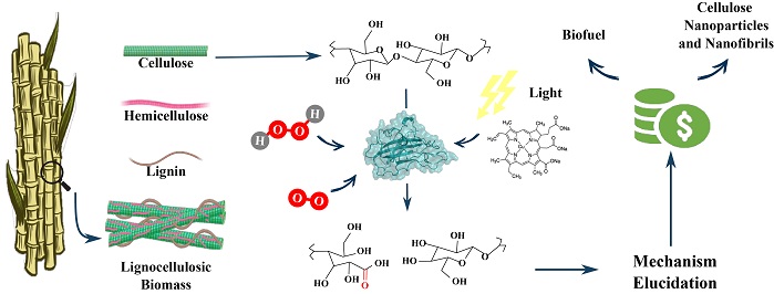 Engineered LPMO Significantly Boosting Cellulase-Catalyzed Depolymerization  of Cellulose